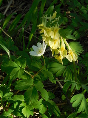 Corydalis bracteata