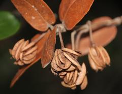 Eucryphia cordifolia