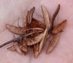 Eucryphia cordifolia