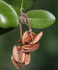 Eucryphia cordifolia