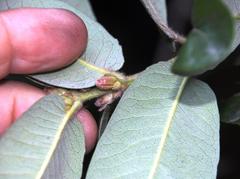 Eucryphia cordifolia