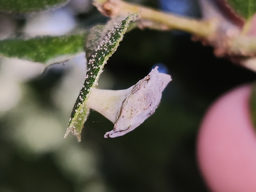 iNaturalist observation photo of Live Oak Apple Gall Wasp