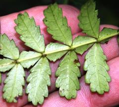 Weinmannia trichosperma