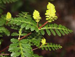 Weinmannia trichosperma
