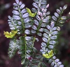 Weinmannia trichosperma