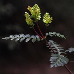 Weinmannia trichosperma