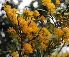 Azara lanceolata