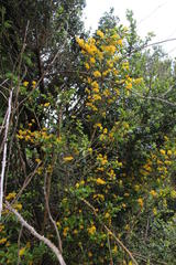 Azara lanceolata