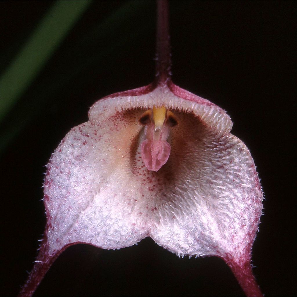 Dracula velutina