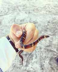 Lampropeltis abnorma