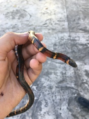 Lampropeltis abnorma