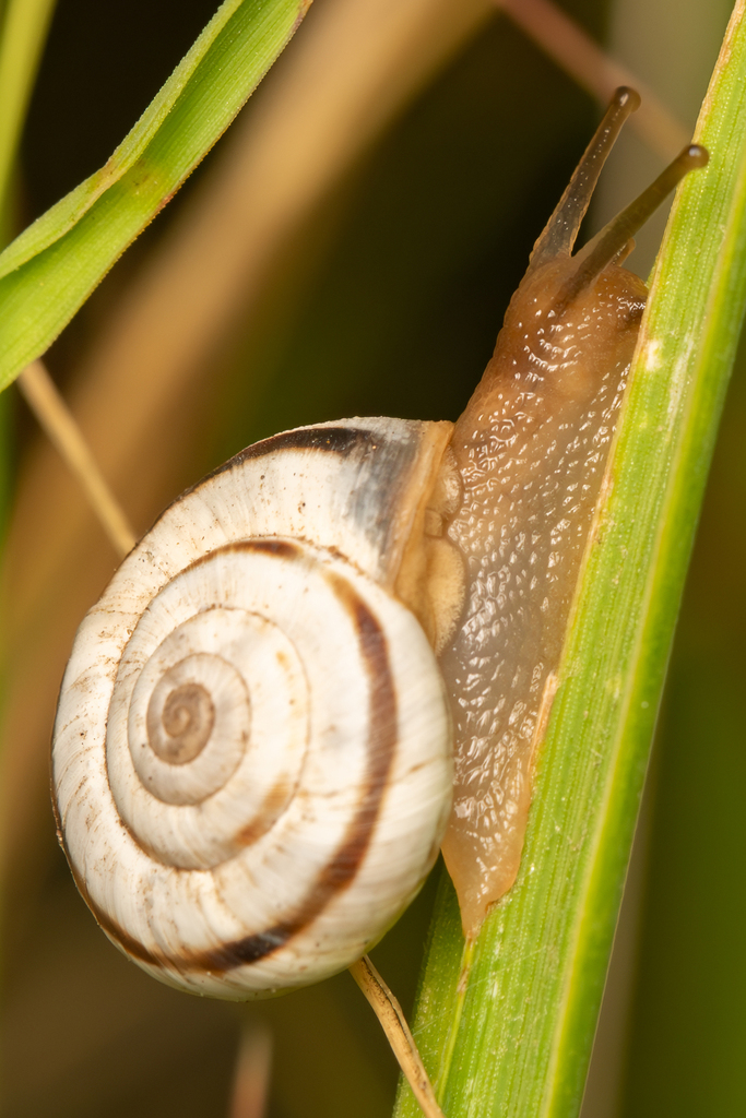 Xerolenta obvia obvia