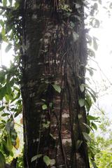 Elytropus chilensis