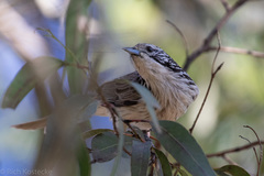 Plectorhyncha lanceolata