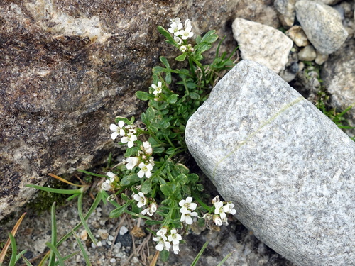 Image of Cardamine resedifolia by (c) Wolfgang Jauch, some rights reserved (CC BY)