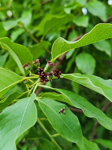 Santalum album