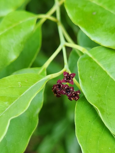 Santalum album