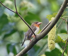 Brown Barbet photo 3