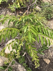 Senna petersiana