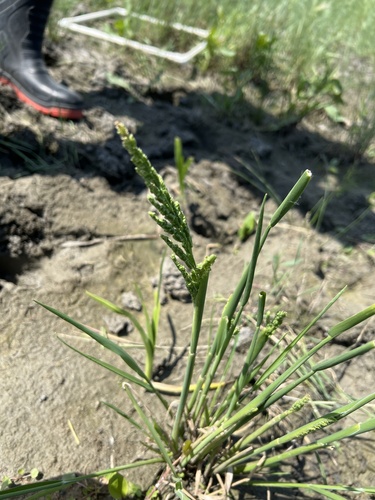 american slough grass