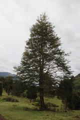 Nothofagus nitida