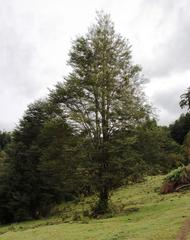 Nothofagus nitida