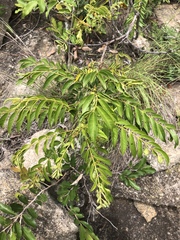 Senna petersiana