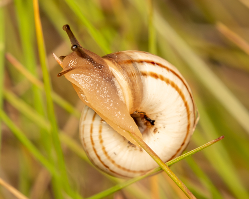 Eastern Heath Snail
