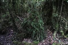 Hymenophyllum caudiculatum