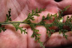 Hymenophyllum caudiculatum