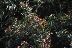 Aextoxicon punctatum