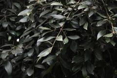 Laureliopsis philippiana