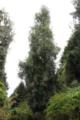 Laureliopsis philippiana