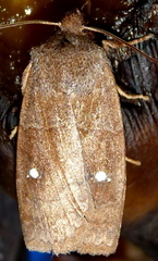Eupsilia vinulenta