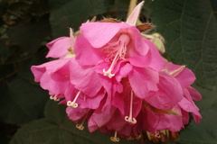 Dombeya wallichii