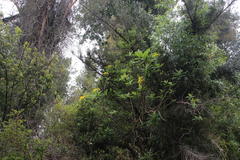 Acrisione cymosa
