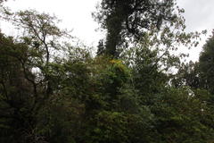 Acrisione cymosa