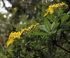 Acrisione cymosa