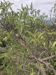 Ficus salicifolia