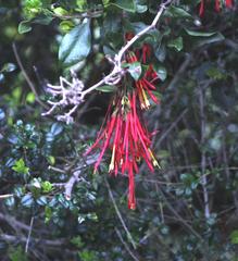 Tristerix corymbosus