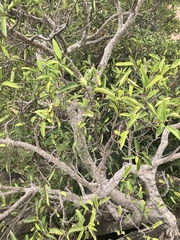 Ficus salicifolia