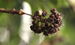 Eucryphia cordifolia