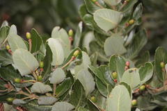 Eucryphia cordifolia