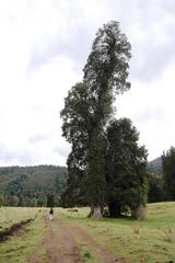 Eucryphia cordifolia