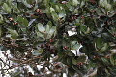 Eucryphia cordifolia