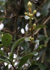 Hydrangea serratifolia
