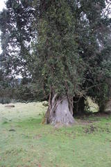 Hydrangea serratifolia