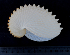Argonauta nodosus
