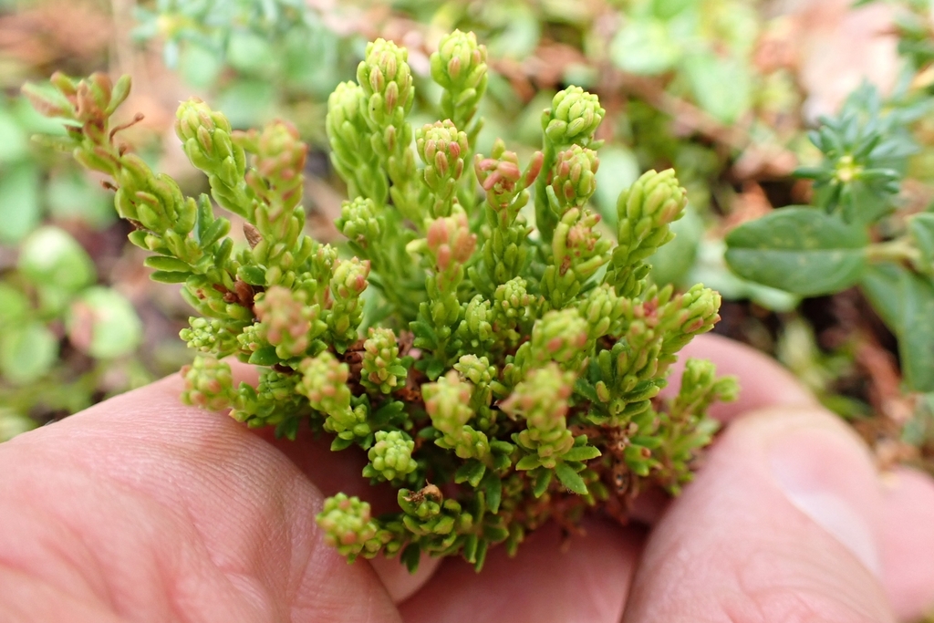Aceria empetri