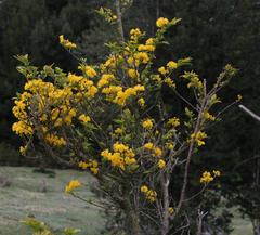 Azara lanceolata